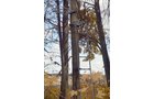 Property photo 31 - 75.3 Acres Offered in 2 Tracts
